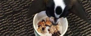 Small dog eating tuna and blueberry scones out of a white bw