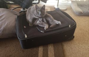 NHV tripsy for cat Busty