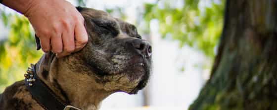 pitbull-dog-gotcha-day-story-NHvpets