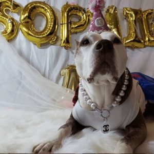 sophie dog birthday