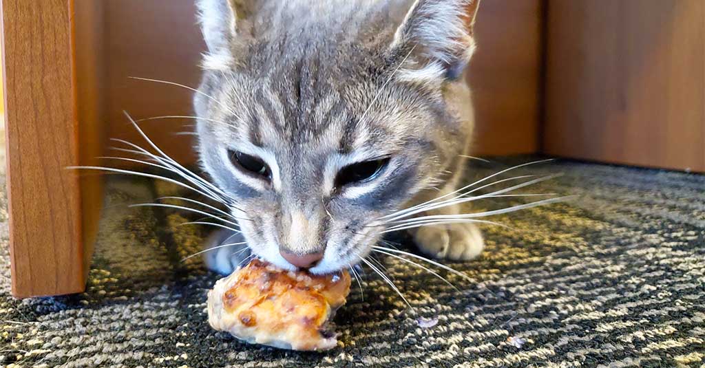 Grey short-haired cat eating the tuna and blueberry scone from this scone recipe for pets
