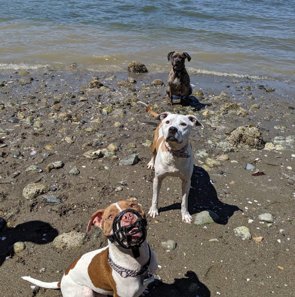 Anna dogs at the beach