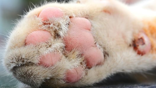 Vet Talks: Treating Pillow Foot or Plasma Cell Pododermatitis in Cats
