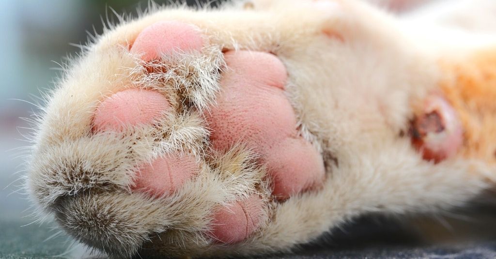 Dry cracked cat store paws