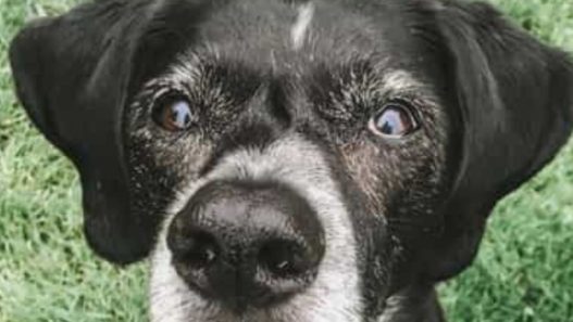 Diet and supplements for senior dog Gracie’s heart