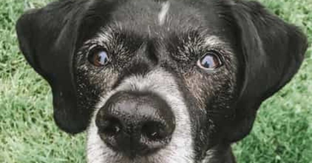 Diet and supplements for senior dog Gracie’s heart