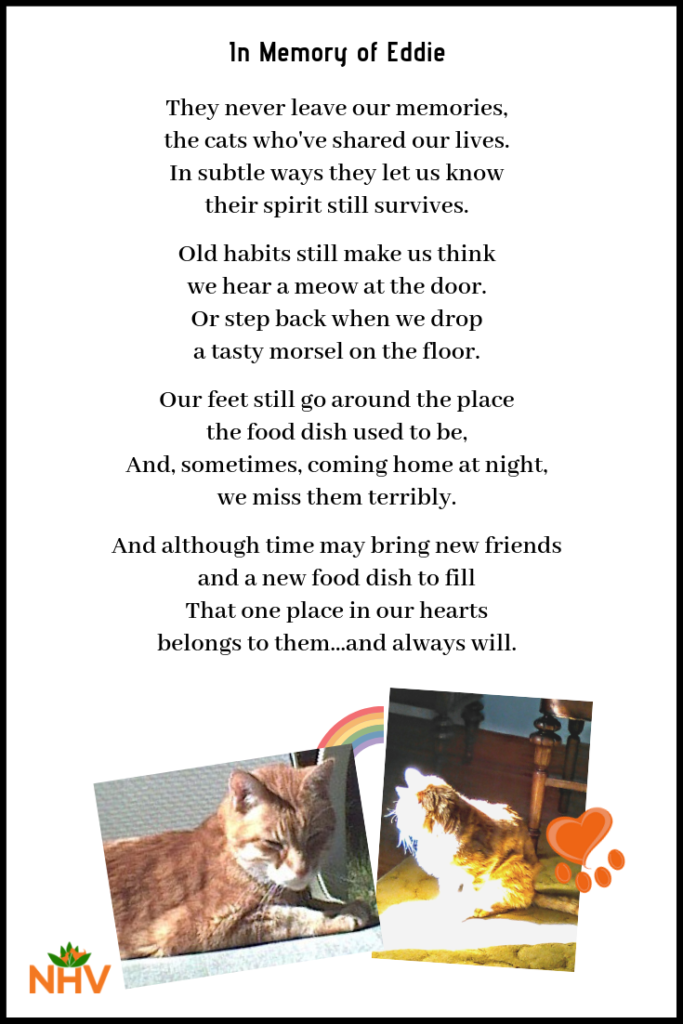 Eddie cat rainbow bridge poem holistic