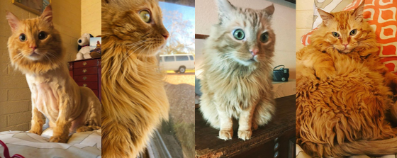 A nervous long haired cat can often end up with hairballs due to overgrooming. NHV Has a regimen that helps really well and Jeffrey teh cat is proof.