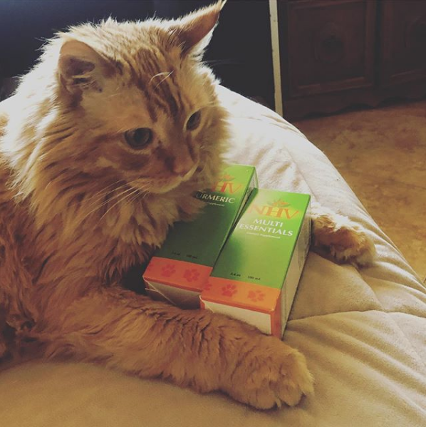 Jeffrey cat sitting with NHV supplements