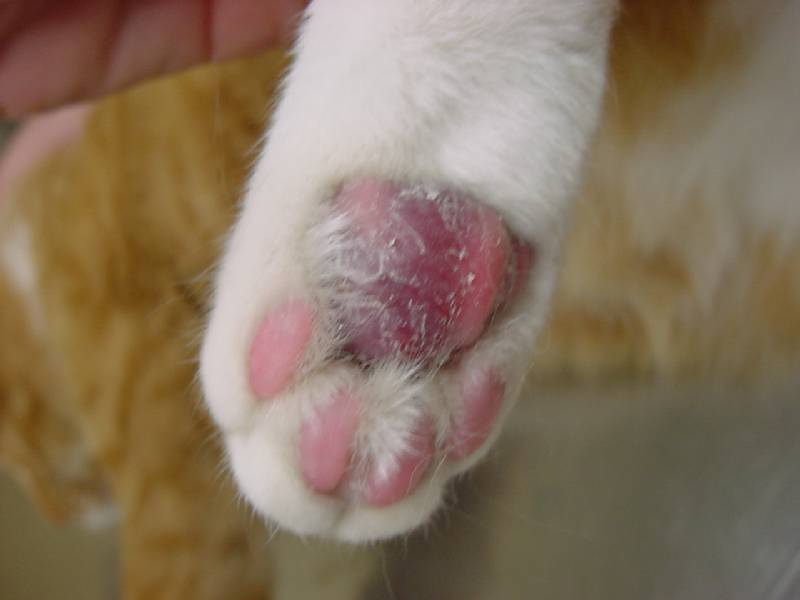 Pillow Foot (Pododermatitis) in Cats