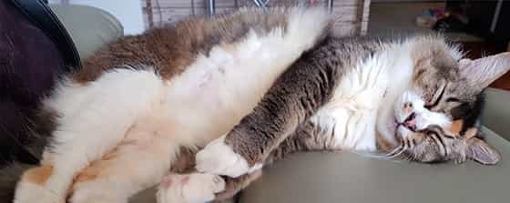Flower the cat left paw prints on everybody's heart. Elena her mum has kindly shared some of this feline cancer warrior's life with us.