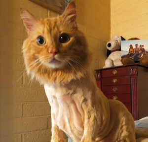 cat with shaved fur coat