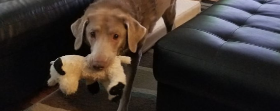 labrador-retriever-supplements