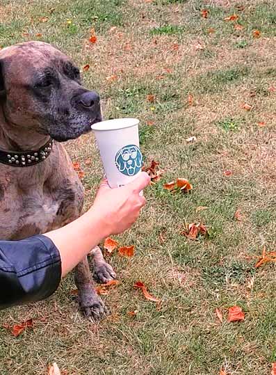 Great Dane Pitbull mix dog drinking a Turmeric Spice Latte out of a 'starbarks' cup while sitting on grass and fallen leaves