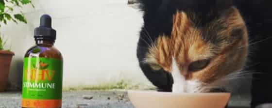 Skin issues in cats and dogs are very difficult to tackle. The problem starts with identifying the cause. Learn how NHV worked with Thirza the cat mom to help Patches.