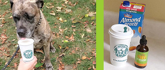 Dog drinking turmeric spice latte from 'starbarks' cup - 'starbarks' cup, NHV Turmeric, and almond milk on counter top