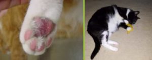 Vet Talks: Treating Pillow Foot or Plasma Cell Pododermatitis in Cats