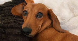 NHV dexty the dachshund