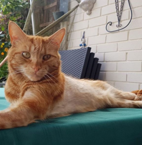 Orange tabby cat laying on a dark green table cloth outside with hair missing from body and back legs. 