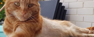 zimba the cat from UK - hair loss in cats