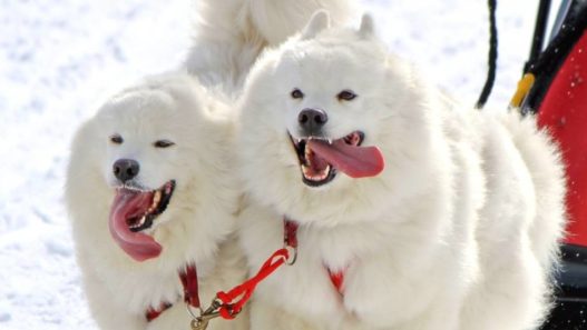 Best Tips For Taking Care Of Samoyed Dogs – The Siberian Work Dogs