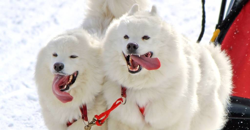 Best tips for taking care of Samoyed dogs - the Siberian work dogs