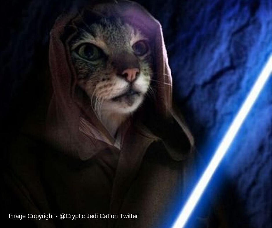 Cryptic Jedi Cat