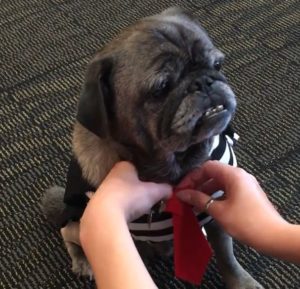 Attaching tie to the front of striped shirt that silver pug is wearing