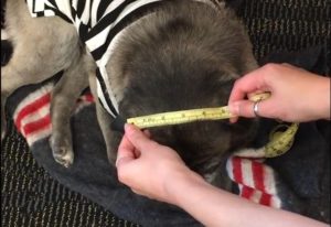 Measuring the top of Silver Pug's pets head
