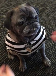 Silver pug wearing finished striped shirt