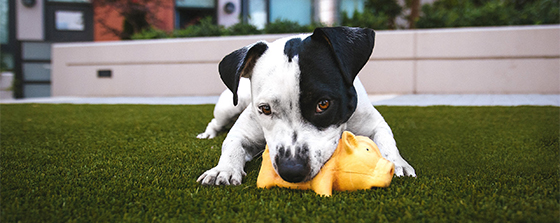 There are so many different kinds of pet products out there and they can be very overwhelming. Here's how to pick the best one as a concerned pet parent.