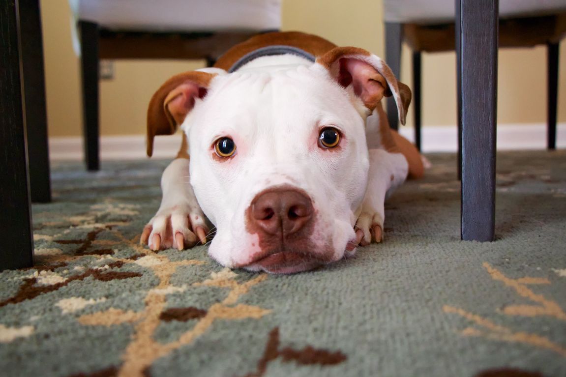 Pitbull allergies outlet remedies