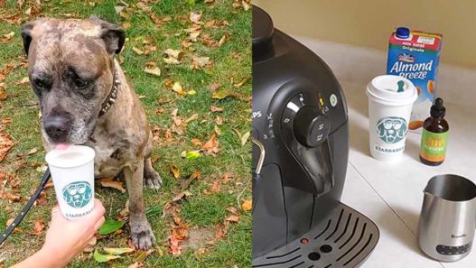 great dane pit bull mix dog drinking the turmeric spice latte from a 'starbarks' cup and the ingredients for the turmeric spice latte recipe for pets