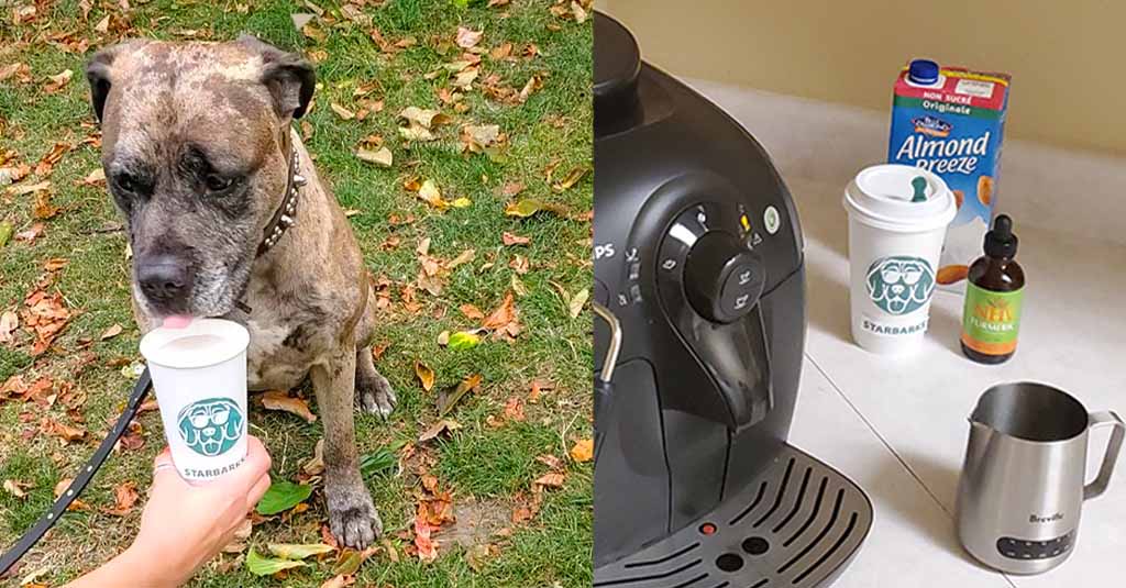 great dane pit bull mix dog drinking the turmeric spice latte from a 'starbarks' cup and the ingredients for the turmeric spice latte recipe for pets