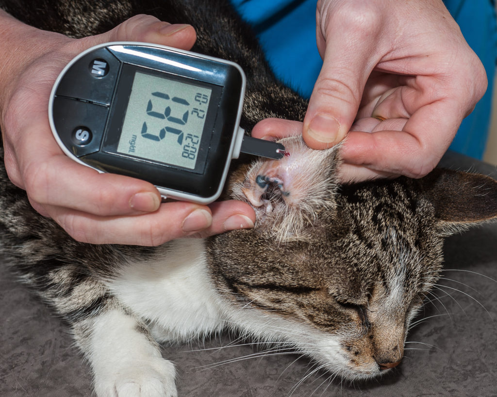 Vet Tech Rounds How to best help a diabetic cat