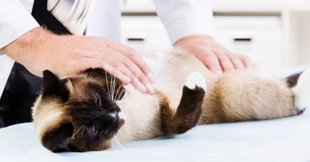 Vet Talks: Gastrointestinal Lymphoma in Cats