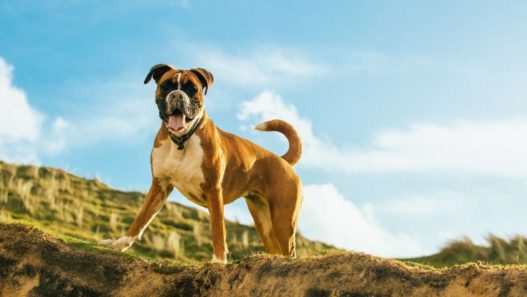 Best ways to support a boxer dog naturally