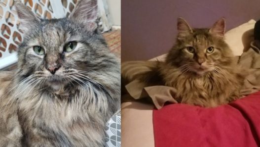 Severe Allergic Reactions in Cats – Keekee’s Story