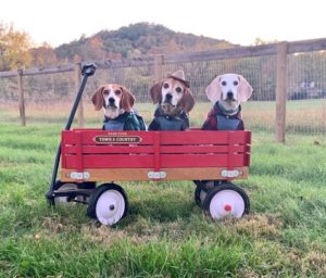 Dixie, Toby & Sadie living the country life