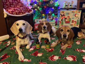 3 lucky hounds looks like they've been well behaved doggos! beagle tails