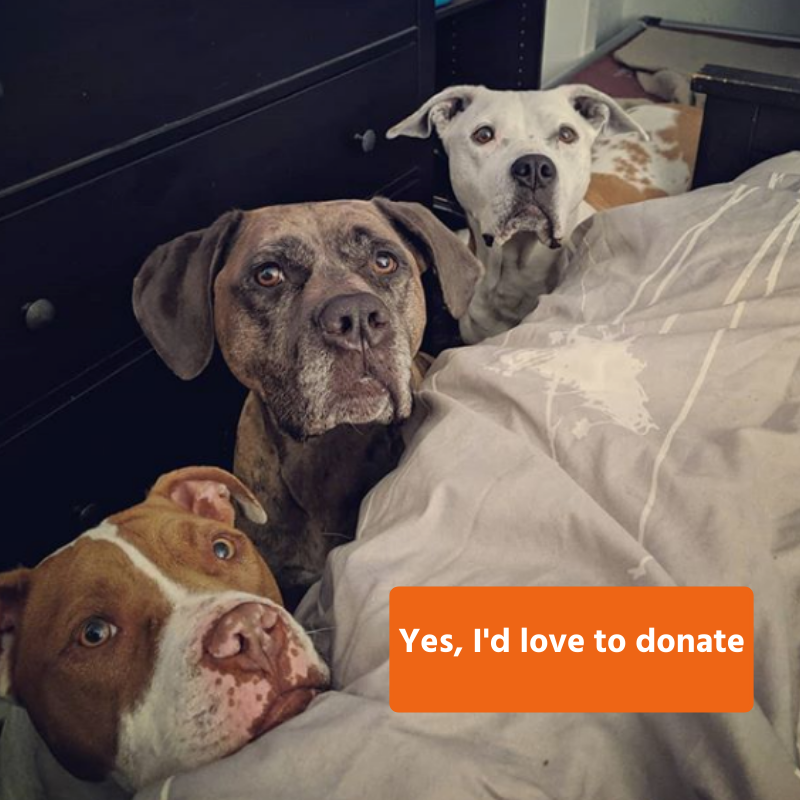 Lock-In for Love is back! Animal-lovers from across BC are getting "locked in" to kennels with a furry friend to help raise funds for animals in need. Help free them by donating