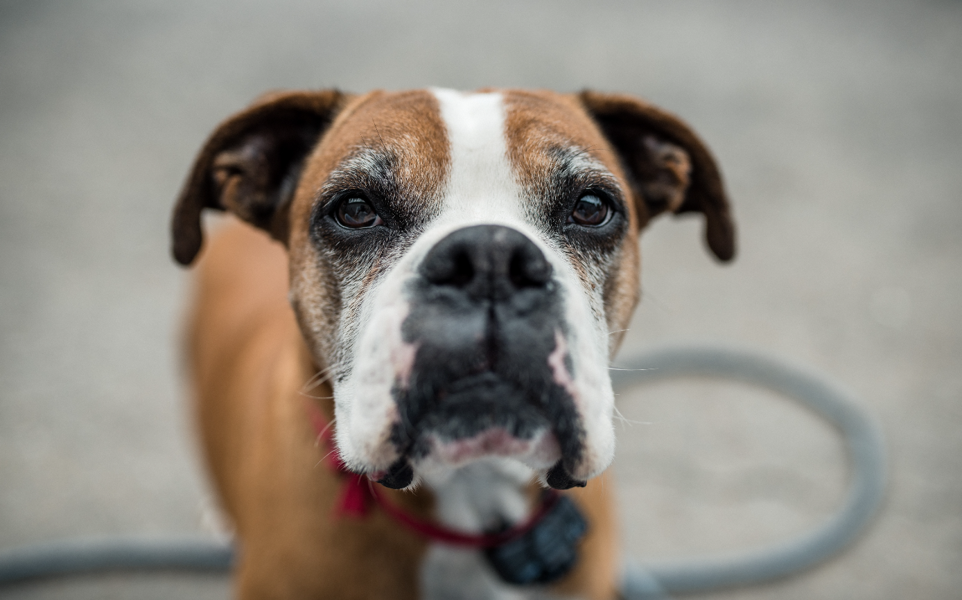 about boxer dog common health conditions