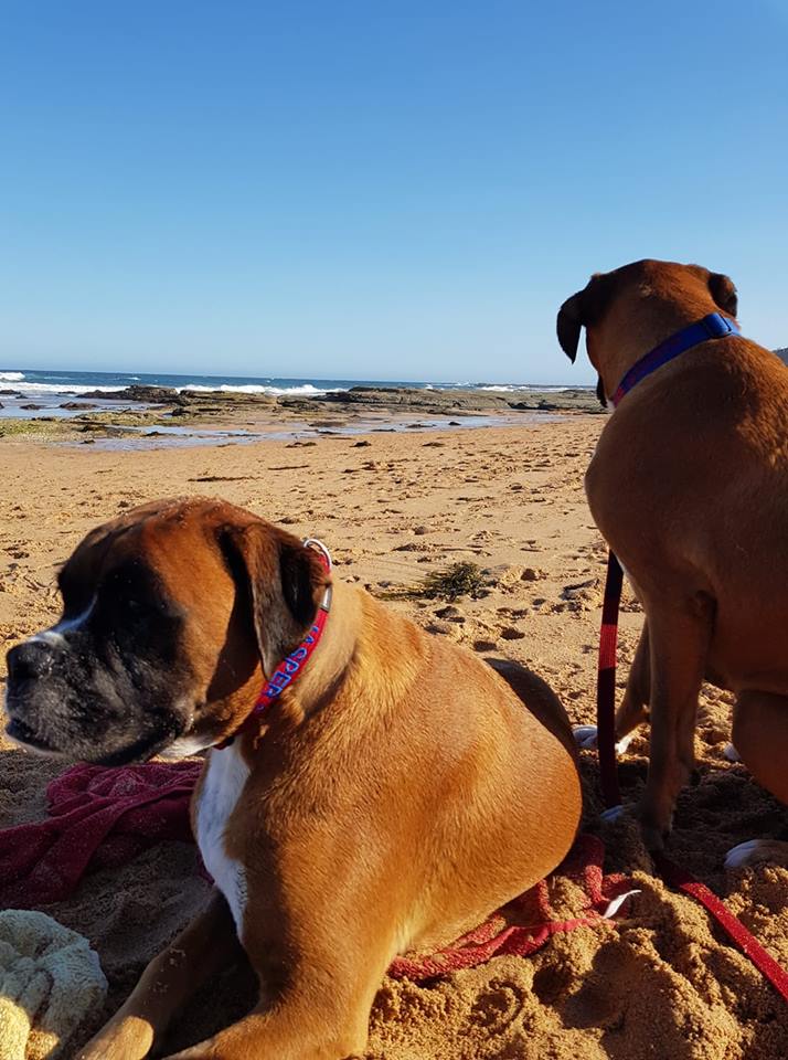 boxer dogs from australia