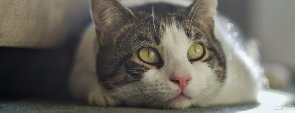 Vet Tech Rounds: How to best help a diabetic cat