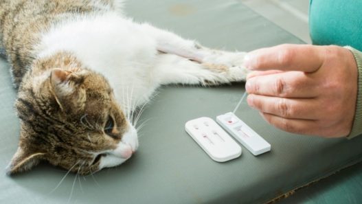 Vet Talks: Anemia in Cats and Dogs and How To Help Your Pet