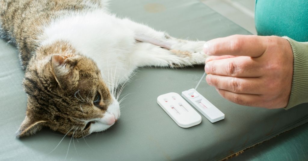 Vet Talks: Anemia in Cats and Dogs and How To Help Your Pet