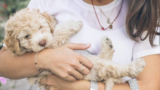 Vet Talks: 8 Things Every Pet Parent Should Know