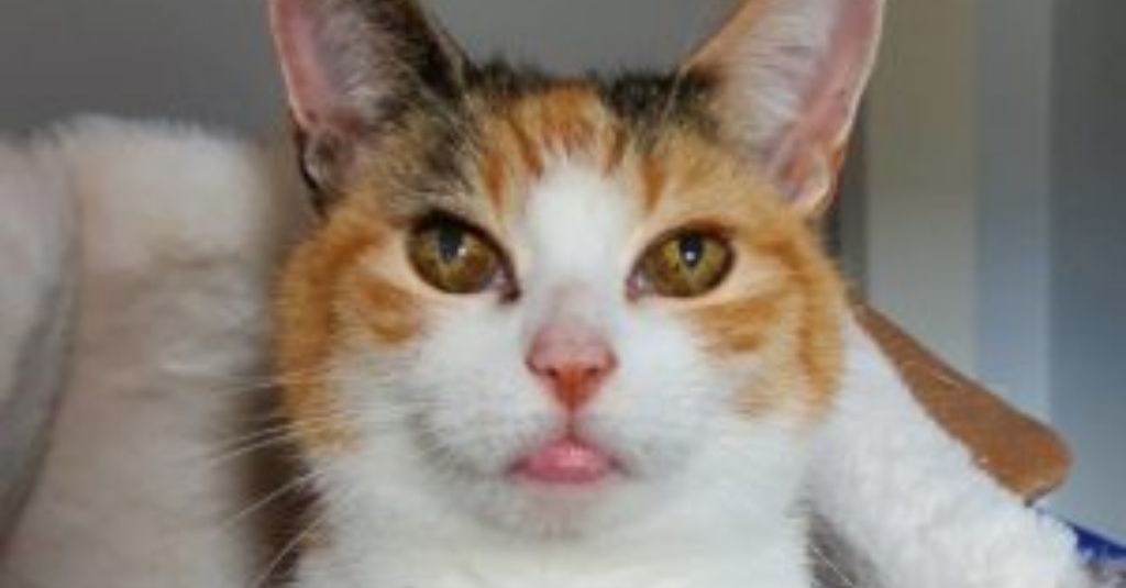 Ulcers On Cats Lips Lipstutorial