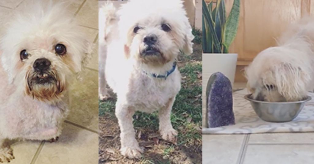 Gogo – the 12-year-old Shih Tzu with Cushing’s Disease Gets His Mojo Back
