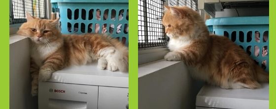 Mika on top of washing machine